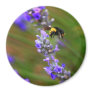 Bee in Lavender Magnets