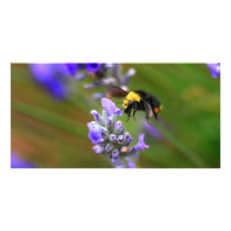 Bee in Lavender Picture Card