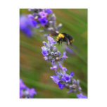 Bee in Lavender Post Card