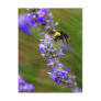 Bee in Lavender Post Card