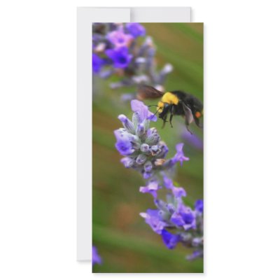 Bee in Lavender Rack Card Template by paulnsheryl
