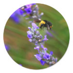 Bee in Lavender Stickers