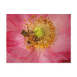 Bee in the Poppy