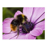 Bee on a beautiful flower postcard