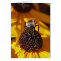 Bee on a Black Eyed Susan Greeting Cards