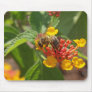 Bee on a lantana flower use pads