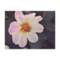 Bee on a purple flower postcards