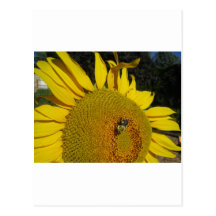 Bee on a Sunflower Postcard
