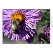 Bee on an Aster Cards