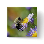Bee on Aster Flower Photo Pin
