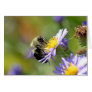 Bee on Aster Flower Photo Card