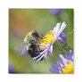 Bee on Aster Flower Photo Fridge Magnet
