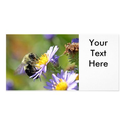 Bee on Aster Flower Photo Photo Card Template by funnaturephotography