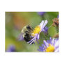 Bee on Aster Flower Photo Post Cards