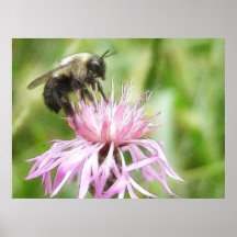 Bee On Bachelor Button Posters