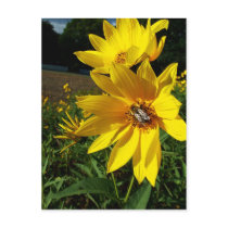 Bee On Big Yellow Flower Post Card