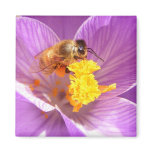 Bee on Crocus ~ magnet