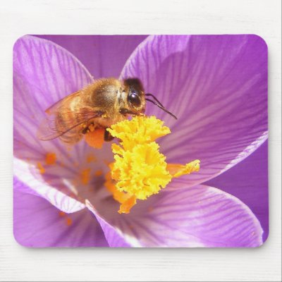 Bee on Crocus ~ mousepad by Andy2302