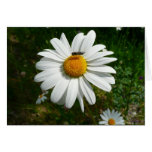 Bee on Daisy Card