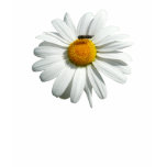 Bee on Daisy Fitted T-Shirt