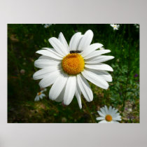 Bee on Daisy Print