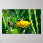 Bee on Dandylion posters