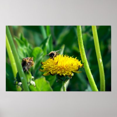 Bee on Dandylion Print by prwels