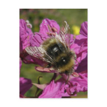 Bee on Fireweed, Unalaska Island Postcard