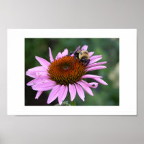 Bee on Flower Poster