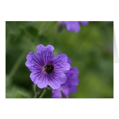 Bee on Geranium by Flowerpixels