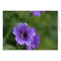 Bee on Geranium cards