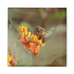 Bee on Lantana Magnet