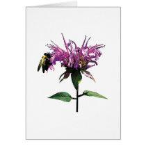 Bee on Lavender Bee Balm