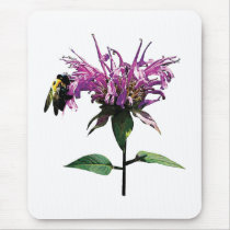 Bee on Lavender Bee Balm