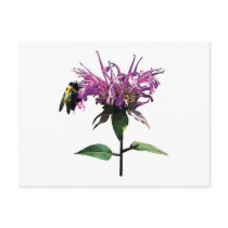 Bee on Lavender Bee Balm