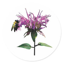 Bee on Lavender Bee Balm