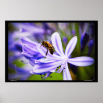 Bee on Maui Print
