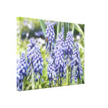 Bee On Muscari Flowers Canvas Prints