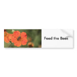 Bee on Orange Potentilla Bumper Sticker