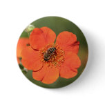 Bee on Orange Potentilla Buttons