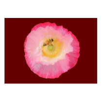 Bee on Poppy ~ ATC