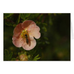 Bee on Potentilla