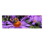 Bee On Purple Aster Flower Photo Mini Bookmark business cards
