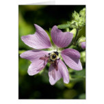Bee on purple geranium  greeting card