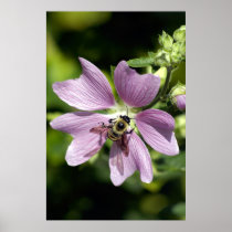 Bee on purple geranium  poster