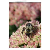 bee on sedum greeting cards