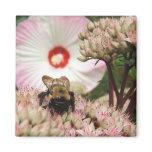 Bee on Sedum ~ magnet