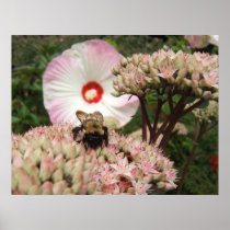 Bee on Sedum ~ print
