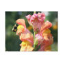 Bee On Snapdragon Flower Photo Postcard