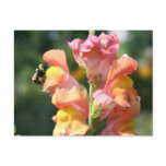 Bee On Snapdragon Flower Photo Postcard